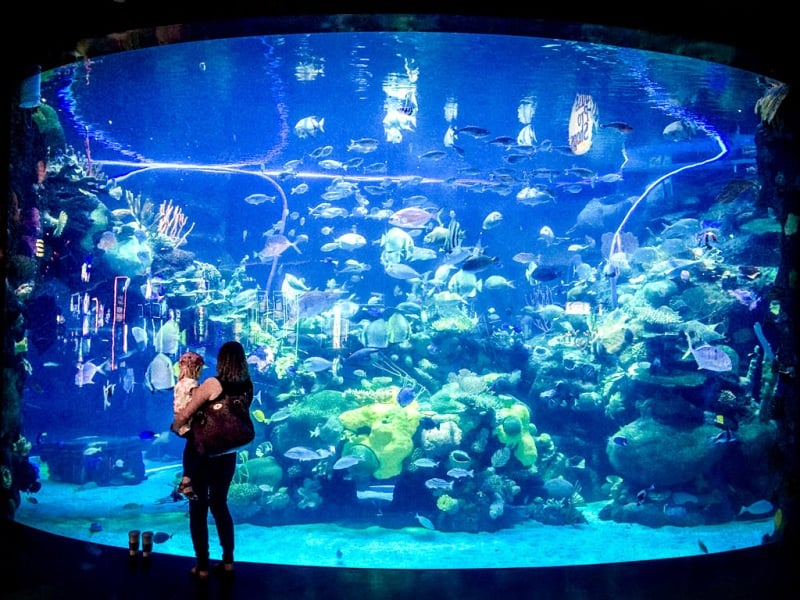 Visitante no Silverton Aquarium em Las Vegas