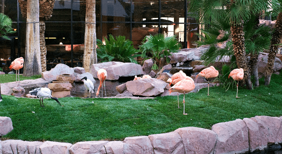 Flamingo Wildlife Habitat em Las Vegas