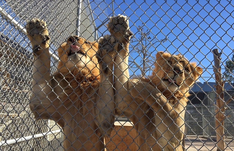 Leões no Lion Habitat Ranch em Las Vegas