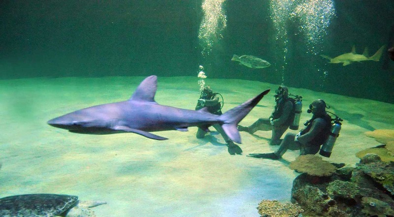 Mergulho com tubarão no aquário Shark Reef em Las Vegas