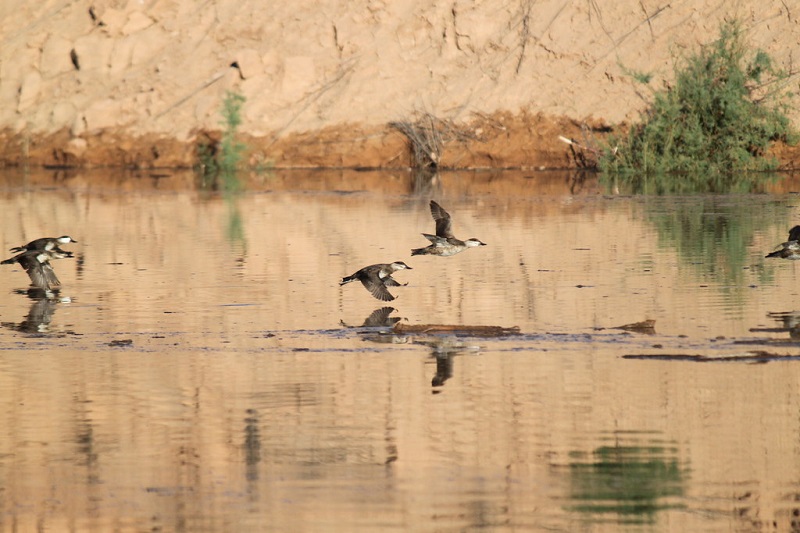 Pássaros no lago Lake Mead
