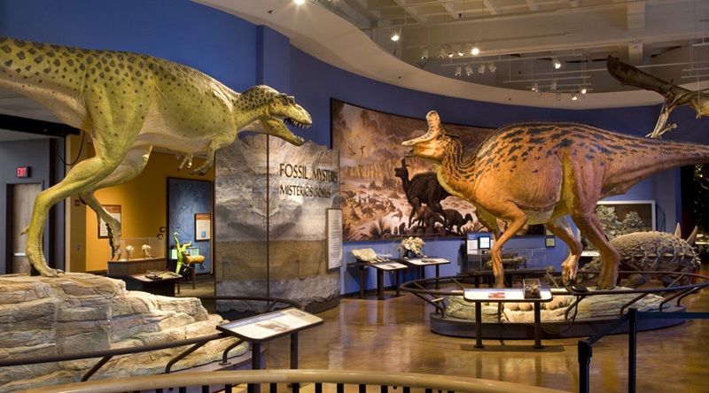 Exposição de fósseis no museu Natural History Museum em San Diego