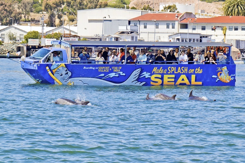 Golfinhos vistos do tour de ônibus anfíbio em San Diego